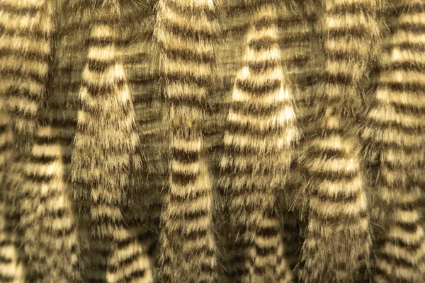 グレー ダークブラウン狼フォックス毛皮ナチュラル 動物マウンテン野生動物概念 テクスチャ 壁紙のスタイルを完全なフレームを閉じる — ストック写真