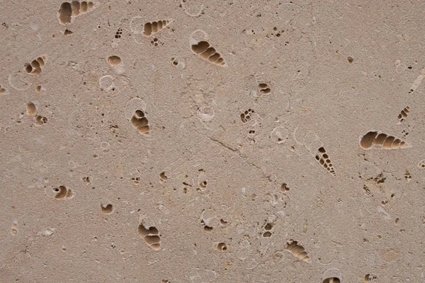 Fondo coquina fósil antiguo.Edificios de piedra arenisca. Textura áspera de ladrillos hechos de arena y conchas marinas . — Foto de Stock