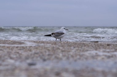 Denize Gannet uçuş. Bahar deniz bir martı ve dalgalar