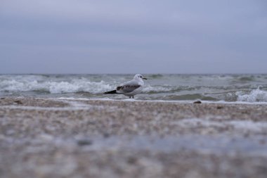 Denize Gannet uçuş. Bahar deniz bir martı ve dalgalar
