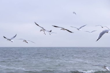 Birçok martılar kışın soğuk denizin uçmak. Karadeniz