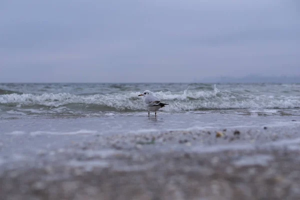 Σούλα σε πτήση πάνω από τη θάλασσα. Άνοιξη στη θάλασσα με ένα γλάρο και τα κύματα — Φωτογραφία Αρχείου