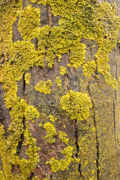 Fechar-se de musgo verde e amarelo crescendo em uma árvore velha . — Fotografia de Stock