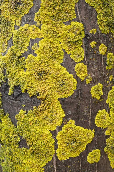 Primer plano de musgo verde y amarillo creciendo en un árbol viejo . — Foto de Stock