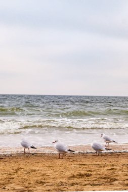 Sahildeki martılar