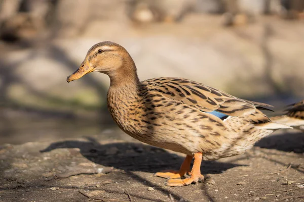 Wildenten Schöne Vögel Stadtpark Einem Sonnigen Tag — Stockfoto