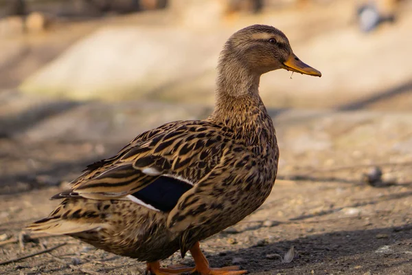 Wildenten Schöne Vögel Stadtpark Einem Sonnigen Tag — Stockfoto