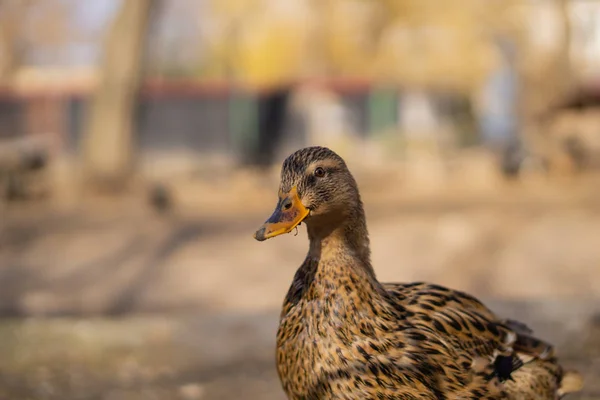 Wildenten Schöne Vögel Stadtpark Einem Sonnigen Tag — Stockfoto