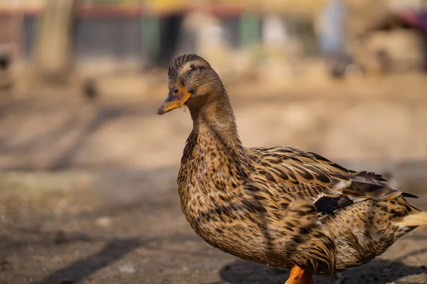 Wildenten Schöne Vögel Stadtpark Einem Sonnigen Tag — Stockfoto