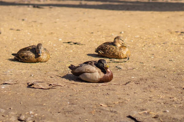 Patos Selvagens Belas Aves Parque Cidade Dia Ensolarado — Fotografia de Stock