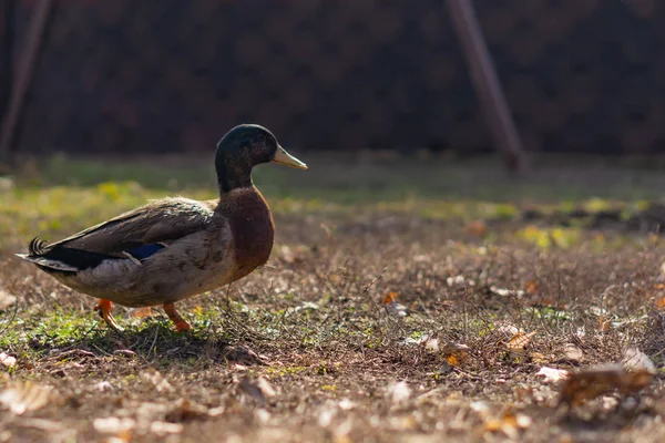 Wildenten Schöne Vögel Stadtpark Einem Sonnigen Tag — Stockfoto