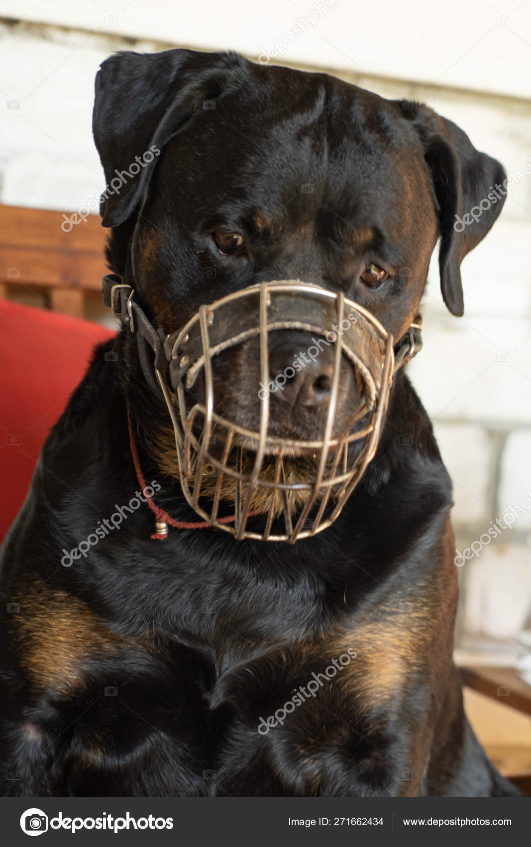 dog muzzle for rottweiler
