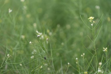 Yeşil çim bir arka plan üzerinde güzel sarı yabani çiçekler. Se