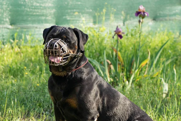 Güneşli bir günde metal namlulu yetişkin bir Rottweiler köpek portresi. — Stok fotoğraf