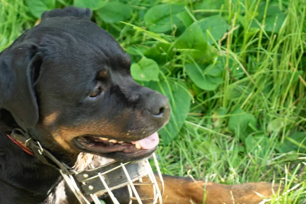 Ritratto di un cane adulto Rottweiler in un muso di metallo in una giornata di sole . — Foto Stock