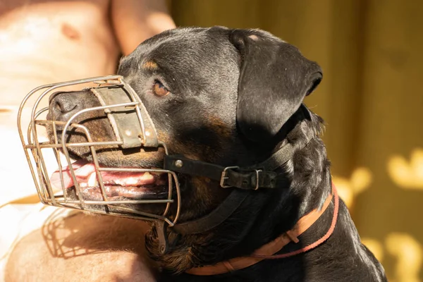 Güneşli bir günde metal namlulu yetişkin bir Rottweiler köpek portresi. — Stok fotoğraf