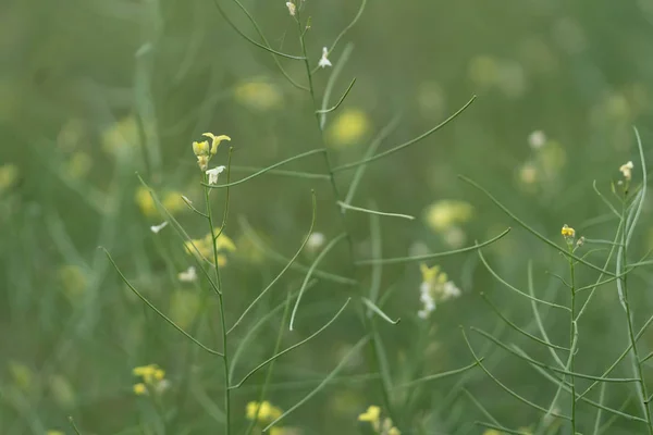 绿草背景上美丽的黄色野花。硒 — 图库照片
