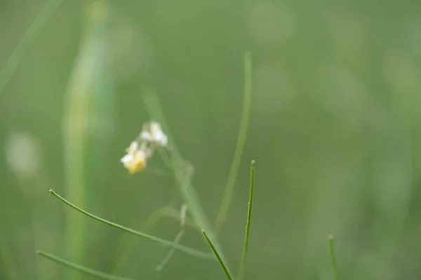 Lindas flores silvestres amarelas em um fundo de grama verde. Foco seletivo. De manhã cedo. Dawn... Névoa . — Fotografia de Stock