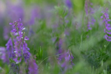 Yeşil çim bir arka plan üzerinde güzel mavi ve mor yabani çiçekler. Seçici odaklama