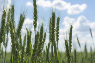 Mavi gökyüzü ve bulutlara karşı tarlada buğday Yeşil sivri. Seçici odaklama