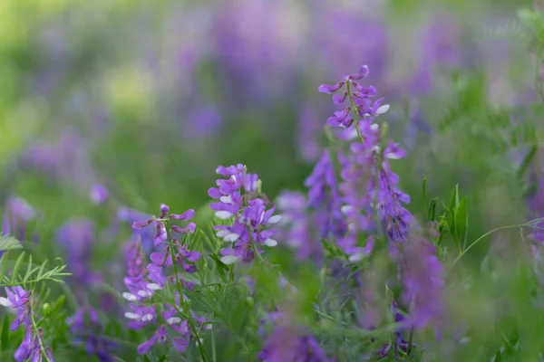 Yeşil çim bir arka plan üzerinde güzel mavi ve mor yabani çiçekler. Seçici odaklama — Stok fotoğraf