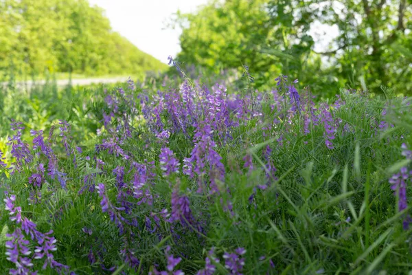 Lindas flores silvestres azuis e roxas em um fundo de grama verde. Foco seletivo — Fotografia de Stock