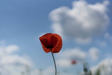 Mavi gökyüzü ve yeşil çimkarşı alanda haşhaş çiçekleri. Seçici odaklama