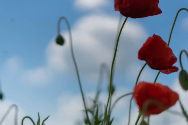 Mavi gökyüzü ve yeşil çimkarşı alanda haşhaş çiçekleri. Seçici odaklama