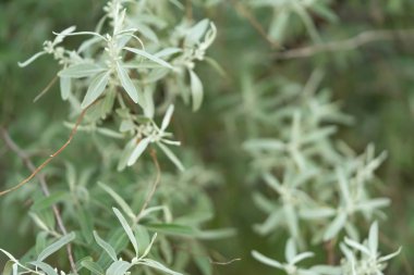 Gün batımında güzel yaprakları olan ağaçlar. Seçici odak. Bulanık -lık