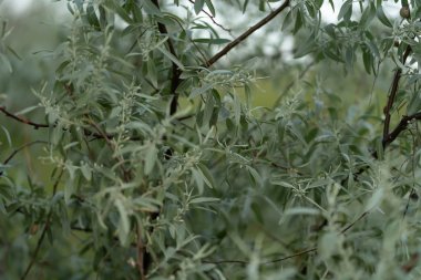 Gün batımında güzel yaprakları olan ağaçlar. Seçici odak. Bulanık -lık