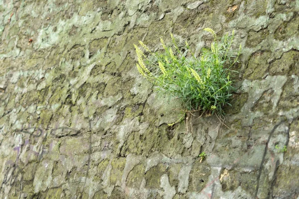 Uma planta crescendo em uma antiga parede de arenito — Fotografia de Stock
