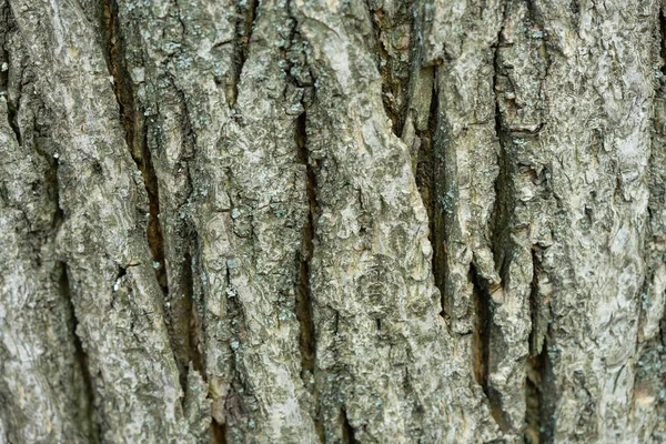 A casca de uma árvore velha coberta de musgo. Criativa vintage fundo natural . — Fotografia de Stock