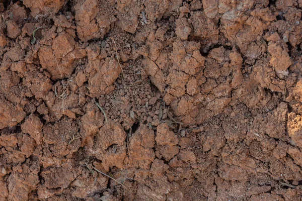 Cracked red clay soil in drought. A green leaf of grass makes its way through the lifeless soil.