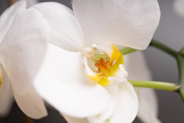 Renkli bir arka plan üzerinde Narin beyaz orkide çiçek.