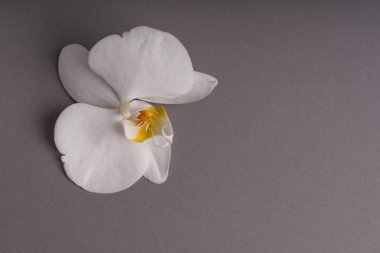 Renkli bir arka plan üzerinde Narin beyaz orkide çiçek.