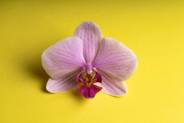 Délicate fleur d'orchidée pourpre pâle sur un fond coloré . — Photo