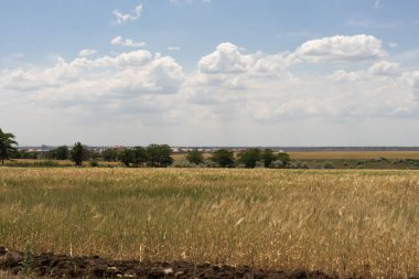 Mavi gökyüzü ve güzel clo karşı olgun buğday buğday alanı