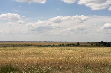 Mavi gökyüzü ve güzel clo karşı olgun buğday buğday alanı