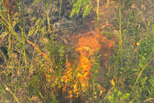 森林火災は、乾燥した草を燃やします。夏、干ばつ. — ストック写真