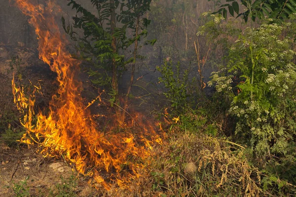 Skogs brand bränna torrt gräs. Sommar, torka. — Stockfoto