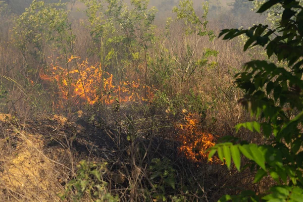 森林火災は、乾燥した草を燃やします。夏、干ばつ. — ストック写真