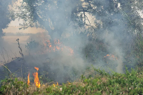 Skogs brand bränna torrt gräs. Sommar, torka. — Stockfoto