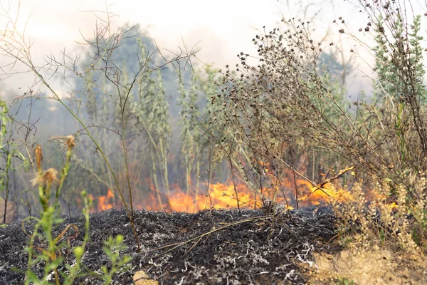 Skogs brand bränna torrt gräs. Sommar, torka. — Stockfoto