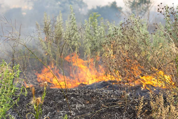 森林火災は、乾燥した草を燃やします。夏、干ばつ. — ストック写真
