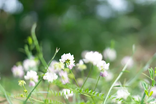 绿色背景上的白色野花。选择性聚焦. — 图库照片