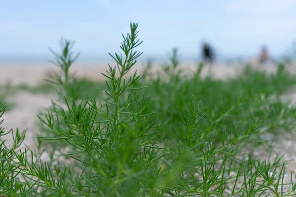 Groen gras op een zandduin aan de Zwarte Zee. Selectieve focus. — Stockfoto