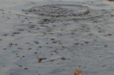 Yağmur damlaları göl kenarında.