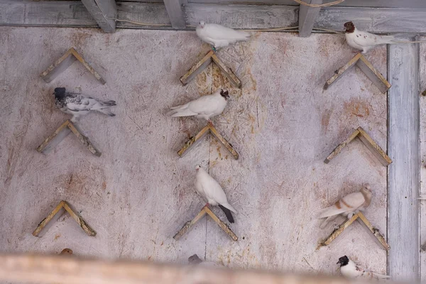 Belos pombos sentam-se no sótão nos poleiros . — Fotografia de Stock