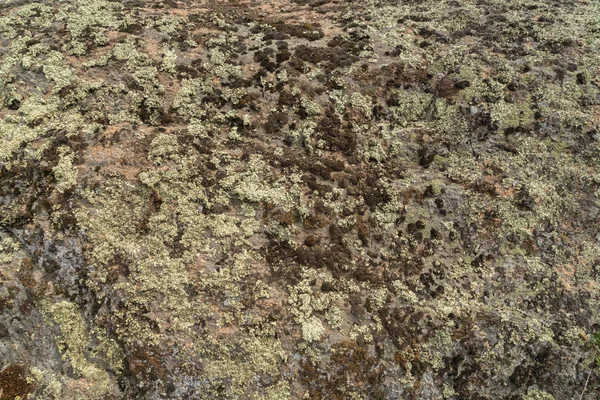 이끼로 덮인 오래된 화강암의 질감. 크리에이티브 빈티지 백 — 스톡 사진