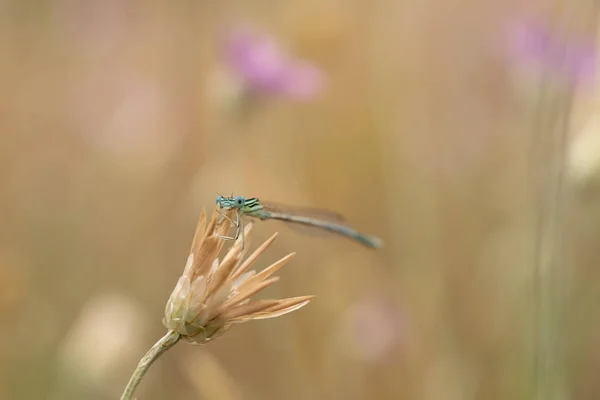 野生の花を草原に選択的な焦点。早朝。花 — ストック写真